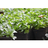 Rozchodnik kamczacki -Sedum  kamtschaticum var. ellacombianum