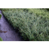 Jałowiec wirginijski Hanna Chmielnik - Juniperus virginiana