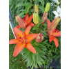 Lilia azjatycka Orange Pixie-Lilium asiatic