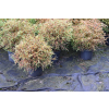 Żywotnik zachodni Mr Bowling Ball - Thuja occidentalis