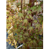 Klon palmowy-Acer palmatum