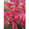 Trzmielina oskrzydlona Fireball-Euonymus alatus