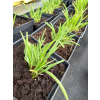 Liliowiec ogrodowy Stella d`Oro - Hemerocallis Stella d`Oro