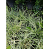 Turzyca oszimska K2 - Carex oshimensis