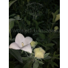 Platykodon biały-Platycodon grandiflorus