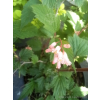 Neilia tybetańska-Neillia thibetica