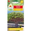 Dracena smocza