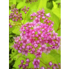 Tawuła japońska Golden Princess-Spiraea japonica