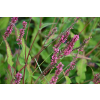 Rdest himalajski Keep Smiling - Persicaria amplexicaulis