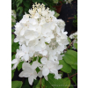 Hortensja bukietowa Lammetje-Hydrangea paniculata