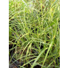 Miskant chiński Strictus Dwarf-Miscanthus sinensis