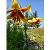 Lilia drzewiasta Debby-Lilium oriental