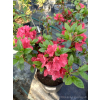 Azalia japońska - Azalea japonica