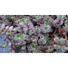 Rozchodnik Tricolor - Sedum spurium