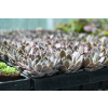 Rojnik ogrodowy Aquila - Sempervivum hybridum Rojnik ogrodowy Aquila - Sempervivum hybridum