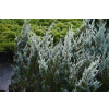 Jałowiec skalny Moonglow - Juniperus scopulorum