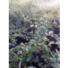 Irga okrywowa-Cotoneaster