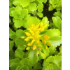 Rozchodnik kaukaski-Sedum spurium