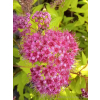 Tawuła japońska Goldflame - Spiraea japonica