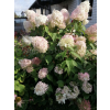 Hortensja bukietowa Phantom-Hydrangea paniculata