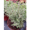 Macierzanka cytrynowa-Thymus x citriodorus Silver King