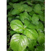 Mięta orange-Mentha citrata