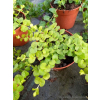 Tojeść rozesłana-Lysimachia nummularia Goldilocks