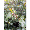 Ostrokrzew Blue Princess-Ilex x meserveae