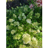 Hortensja Harry's Souvenir-Hydrangea paniculata