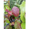 Fotergilla olszolistna Carolina (Brian Upchurch)-Fothergilla gardenii