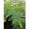 Amorfa krzewiasta-Amorpha fruticosa