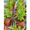 Odętka wirginijska Alba - Physostegia virginiana
