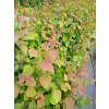 Grujecznik japoński-Cercidiphyllum japonicum