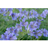 Bodziszek Renarda Philippe Vapelle - Geranium renardii