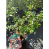 Ostrokrzew Cousin-Ilex
