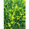 Rozchodnik ostry-Sedum acre