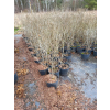 Fotergilla olszolistna Suzanne-Fothergilla gardenii