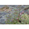 Trójsklepka owłosiona - Tricyrtis hirta