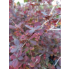 Berberys Thunberga Atropurpurea-Berberis thunbergii