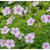 Bodziszek versicolor - Geranium