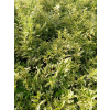 Żylistek wysmukły Marmorata-Deutzia gracilis