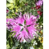 Goździk wspaniały-Dianthus superbus