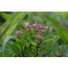 Sadziec Baby Joe - Eupatorium maculatum