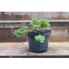 Jałowiec rozesłany Nana - Juniperus procumbens 0018