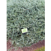 Jałowiec płożący Blue Chip - Juniperus horizontalis