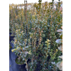 Bukszpan zawszezielony Rotundifolia-Buxus sempervirens