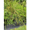 Żywotnik zachodni Filiformis-Thuja occidentalis