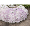 Ubiorek wieczniezielony Pink Ice - Iberis sempervirens