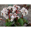 Bergenia sercolistna Jelle - Bergenia cordifolia