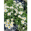 Złocień wielki Silver Princess-Leucanthemum maximum